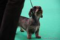 Crufts2011_2 1357